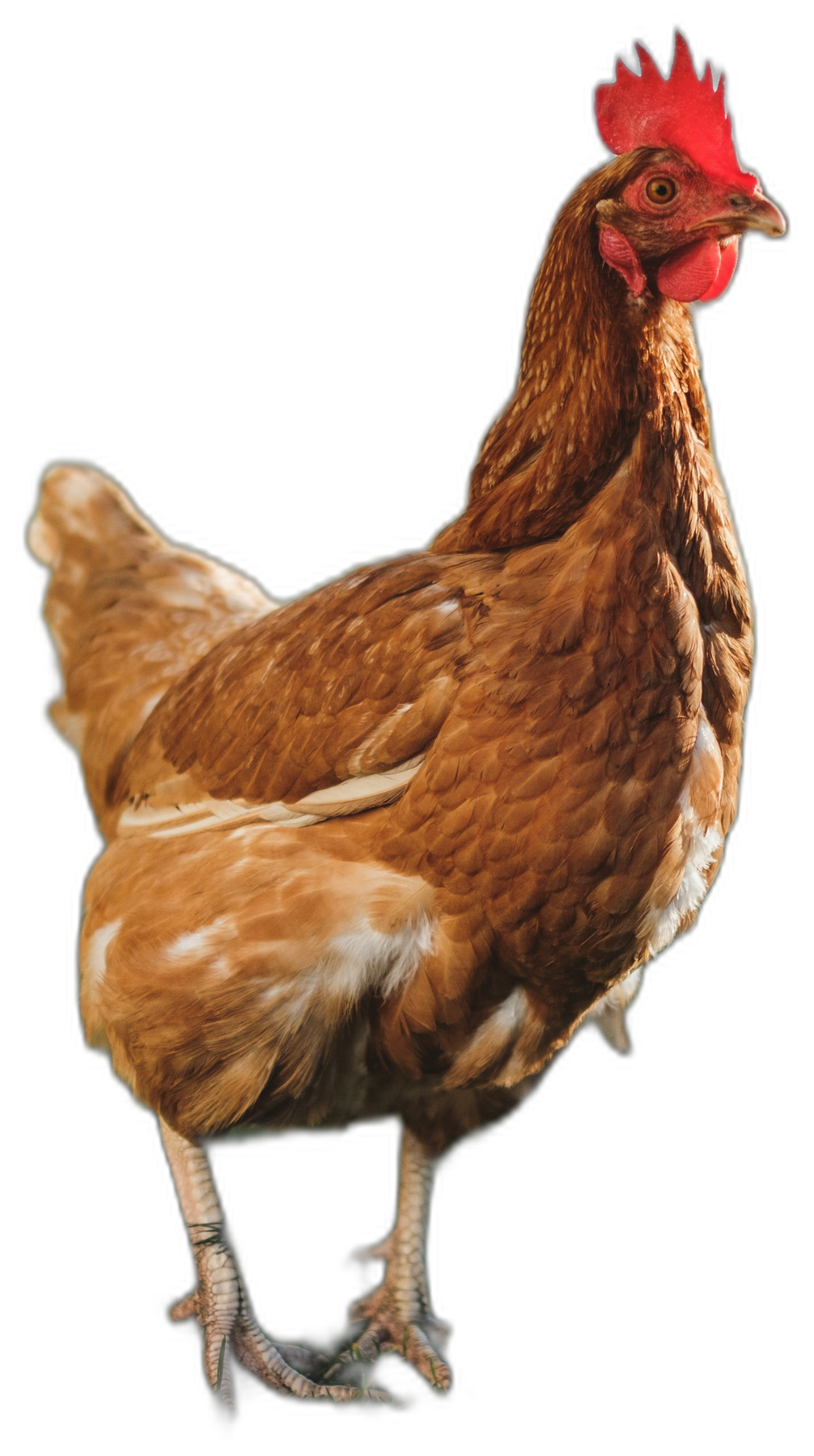 Free-range hen in a green field